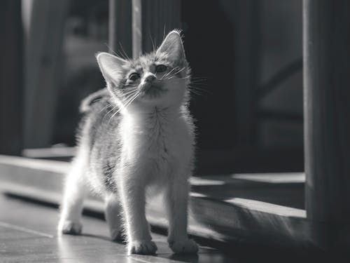 Ilmainen kuvapankkikuva tunnisteilla bicolor-kissa, inkivääri kissa, kissa