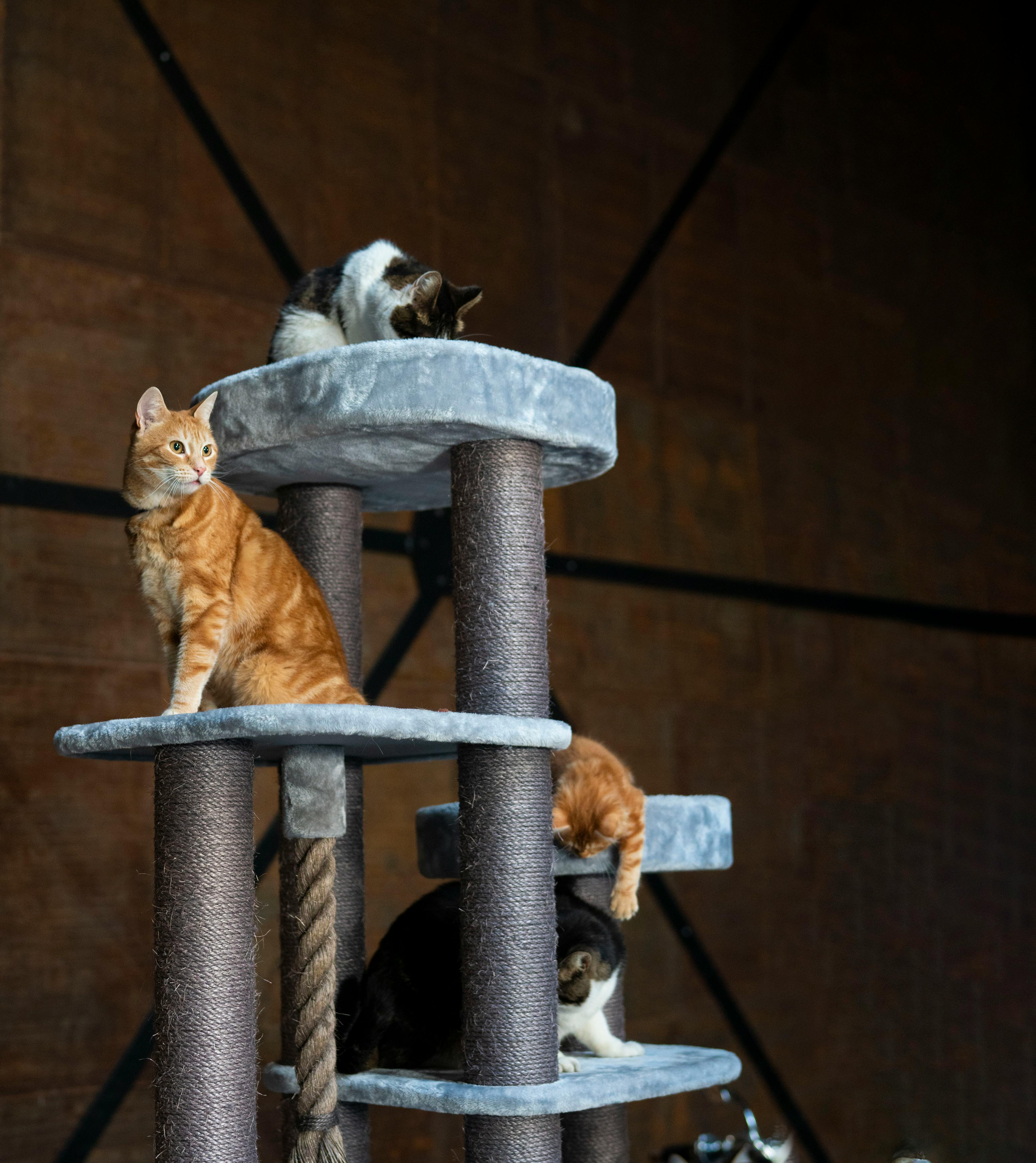 Cats on a Cat Tree · Free Stock Photo