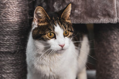 Free Close-Up Shot of White and Brown Cat  Stock Photo