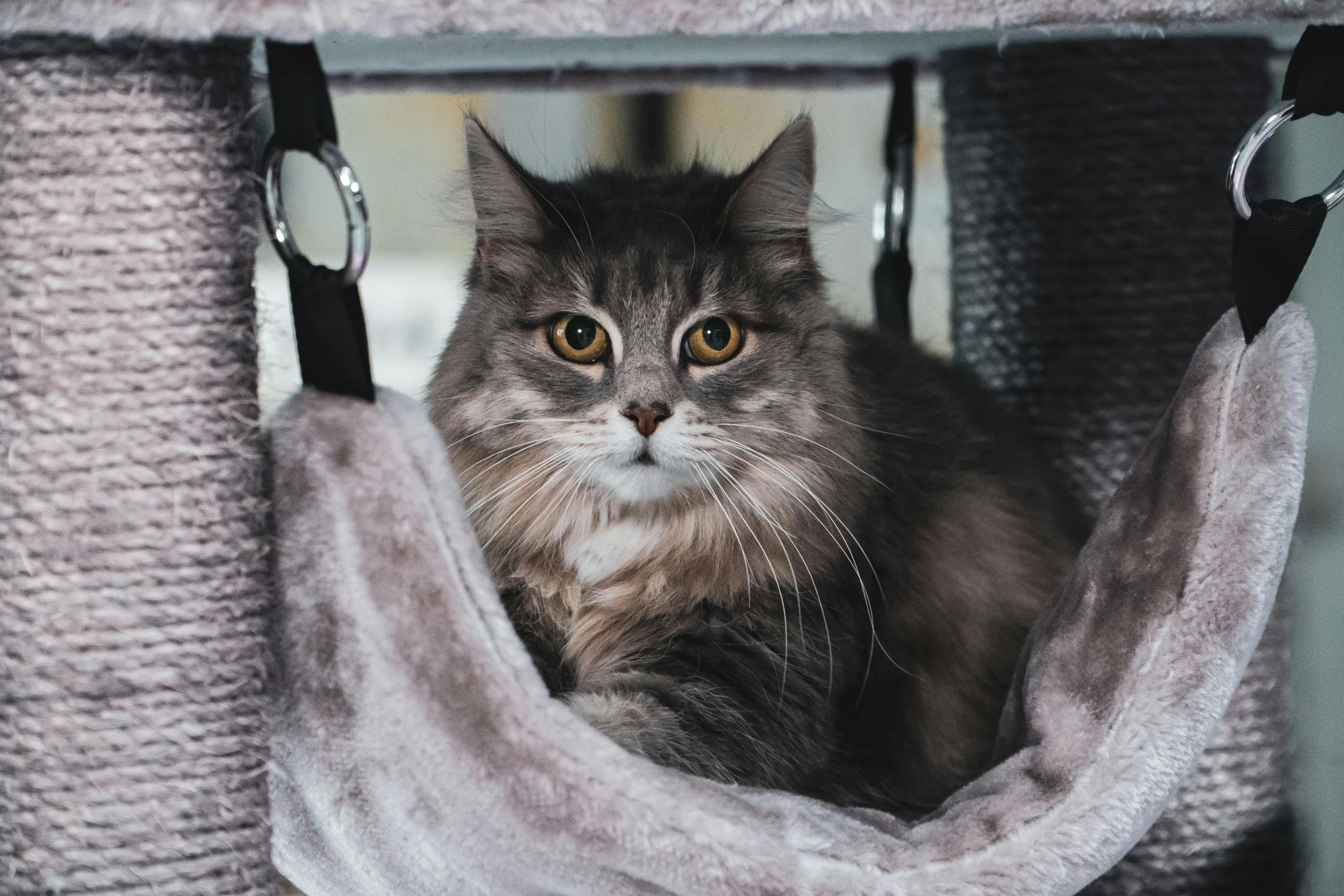 Gray and Brown Cat · Free Stock Photo