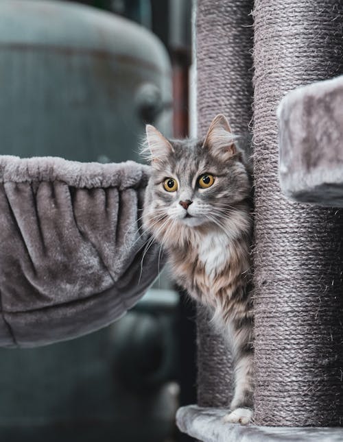 A Siberian Cat on a Cat Tree