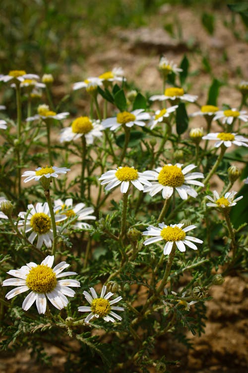 Blooming Stinking Chamomile Flower With Buds