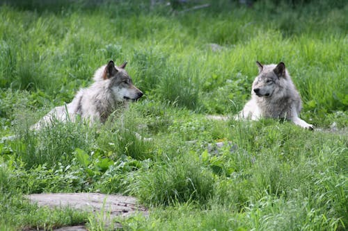 Photos gratuites de animaux, chiens-loups, faune