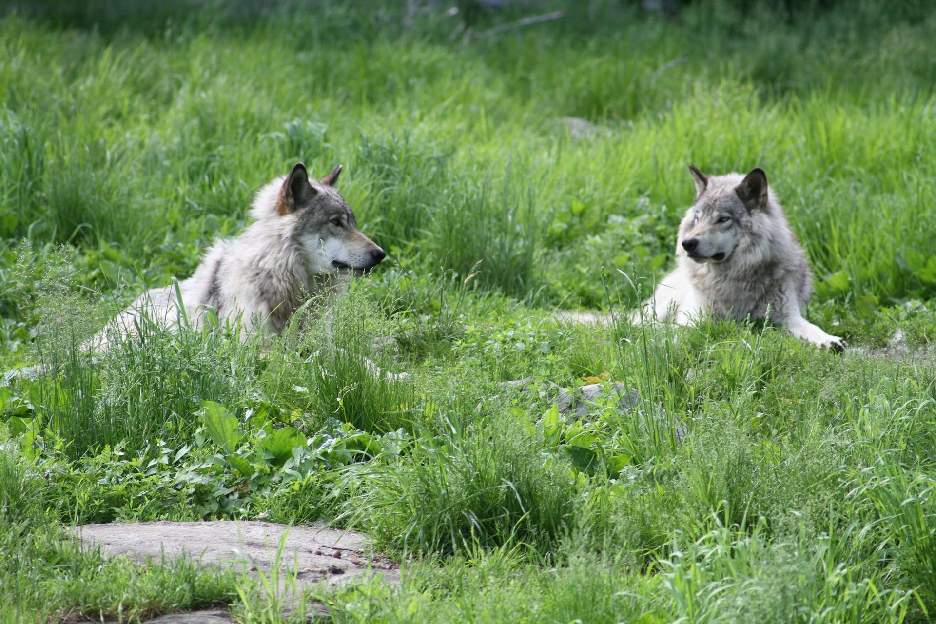 Wolfdogs Lying on Green Grass