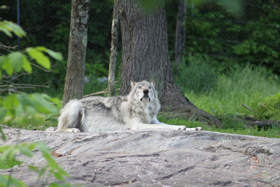 A majestic wolf lies on a rock in a lush Canadian forest, exhibiting calm and natural beauty.