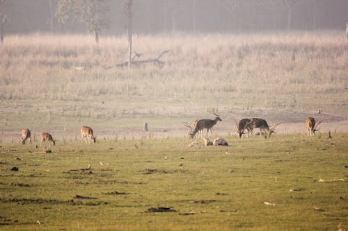 Herd of Deer on Green Grass Field