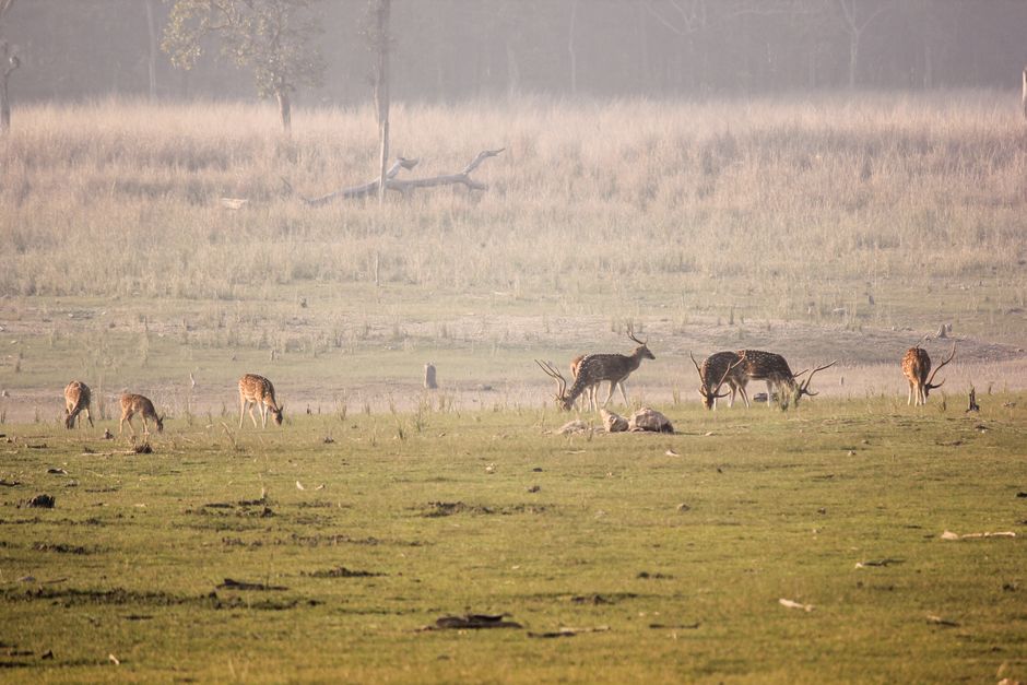 A family exploring India's extraordinary heritage and wildlife
