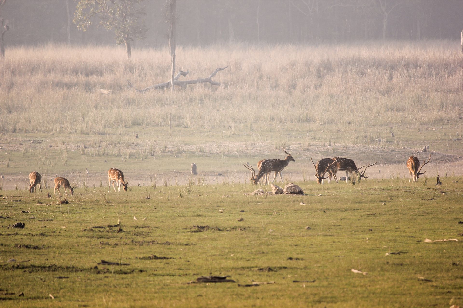 A herd of spotted deer grazing in an Indian grassland at dusk, showcasing the serene wildlife and natural habitat.
