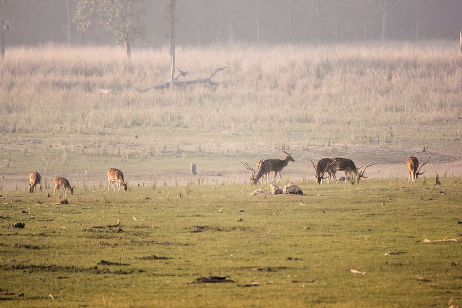 Tala Safari Zone photo 4
