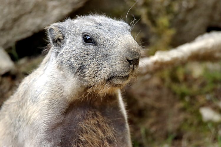 Close-up Of A Groundhog 