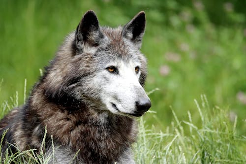 Free A Gray and White Wolf on Green Grass Stock Photo