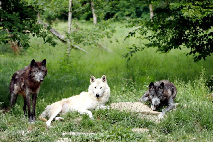 Wolves In A Forest