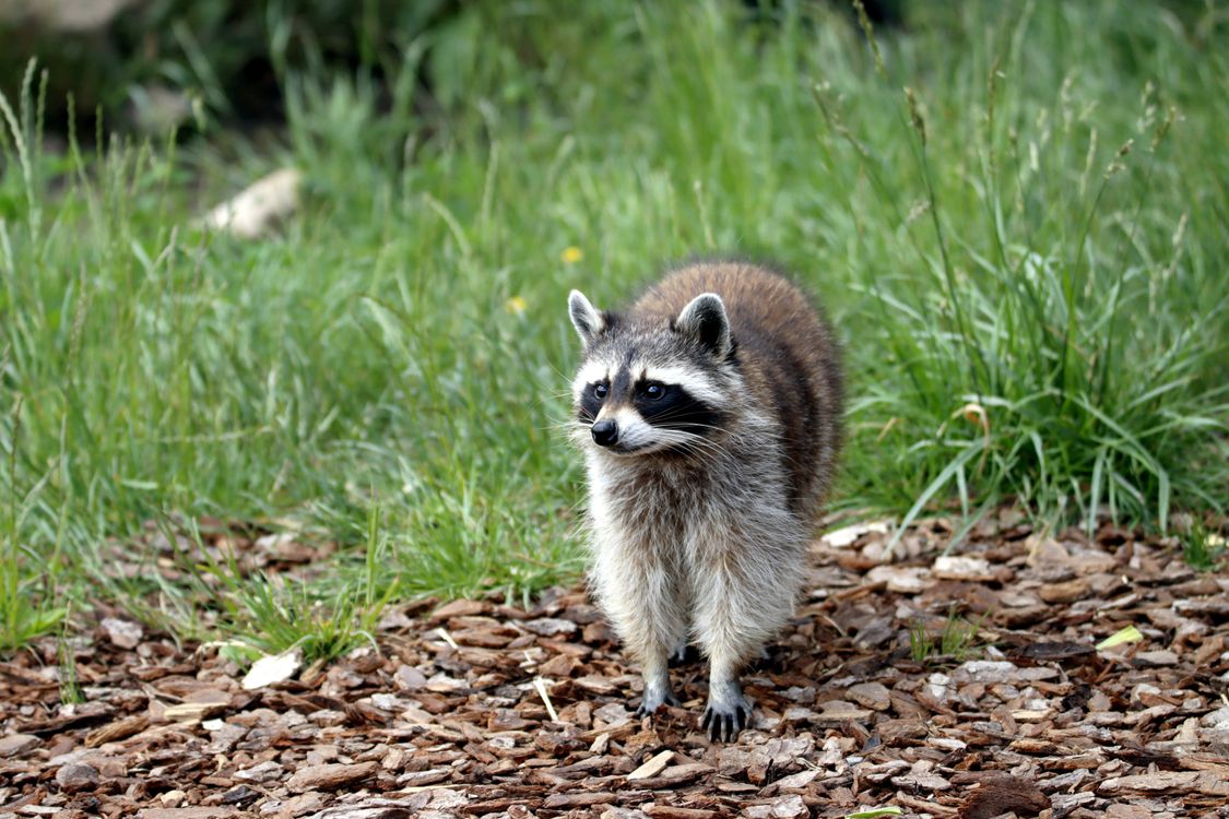 Photograph Raccoons Close-Up Shot of a Raccoon · Free Stock Photo