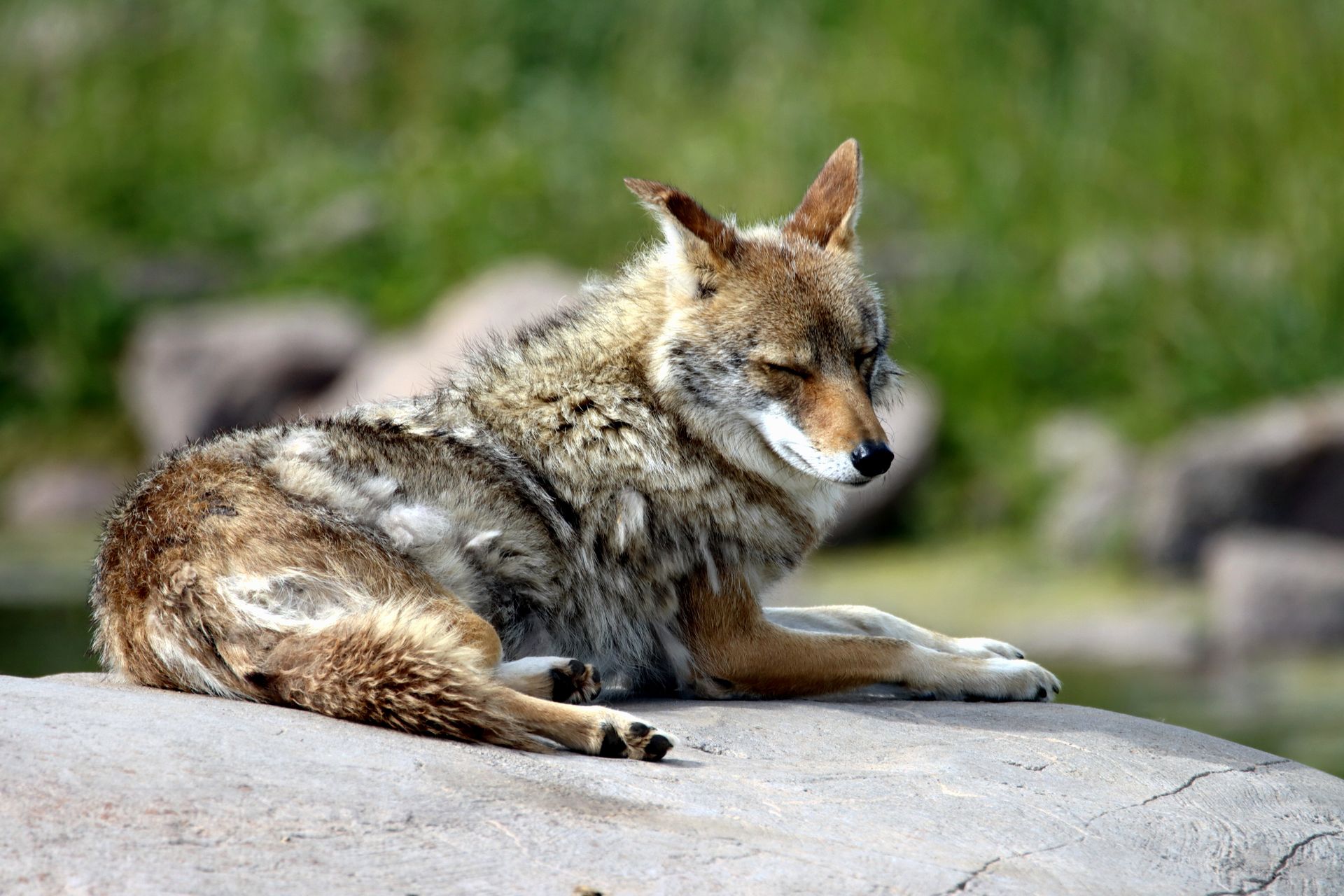 Close-Up Shot of a Sleeping Coyote
