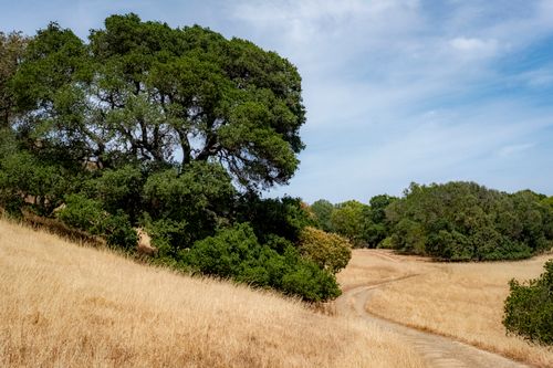Free Tranquil rural scene featuring vibrant trees and a meandering path under a clear sky. Stock Photo