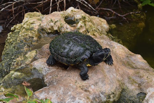 Fotobanka s bezplatnými fotkami na tému divočina, fotografie zvierat žijúcich vo voľnej prírode, korytnačka