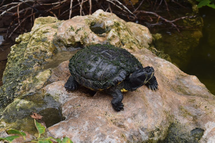 A Turtle On A Rock 