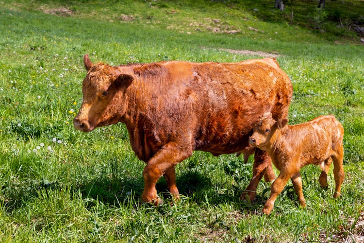 A Cattle And Its Calf 