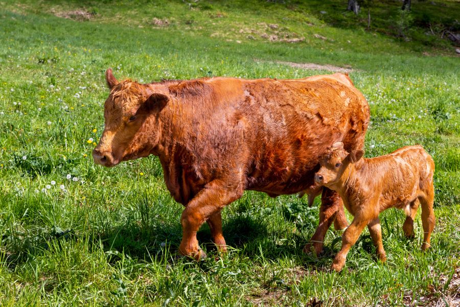 Mother cow and calf in a green field