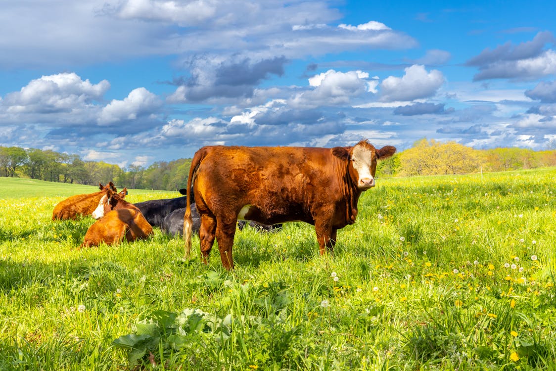 Foto stok gratis agrikultura, awan, betis