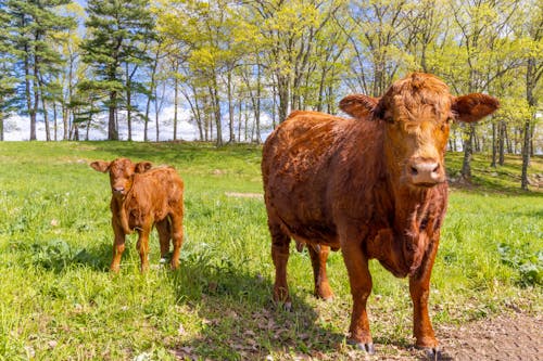 Gratis stockfoto met boerderijdier, bruine koe, groen gras