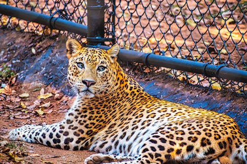 Free stock photo of animal, big cat, cheetah