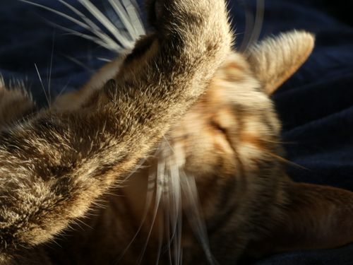 Free Marlowe  Stock Photo