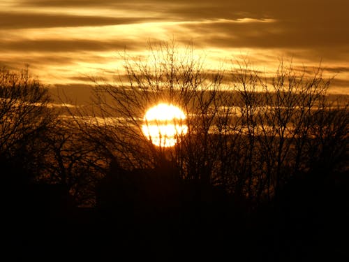 Silhouette of Leafless Trees During Golden Hour 