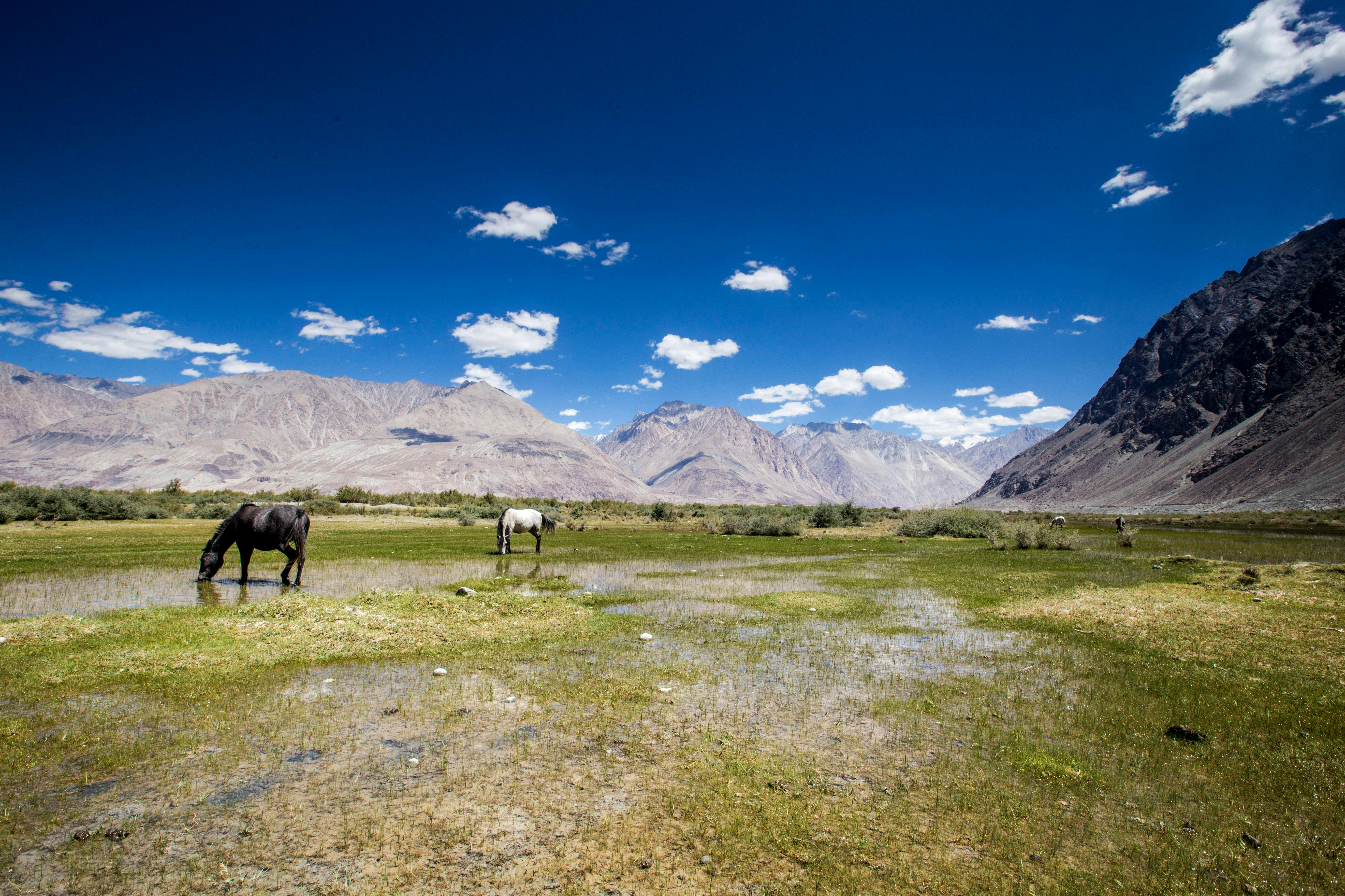 two horses on field