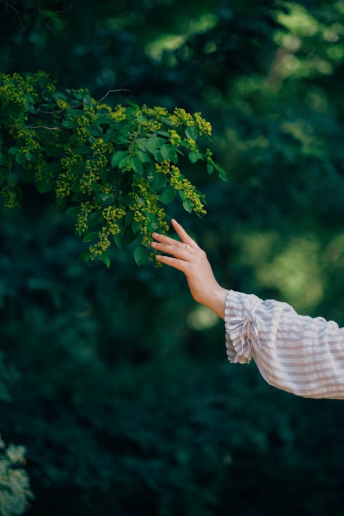 Free Hand Touching Tree Branch Stock Photo