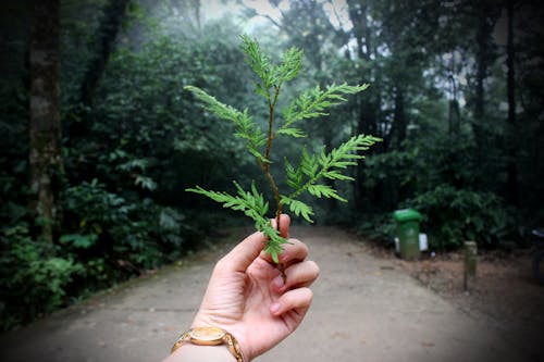 持有綠葉植物的人