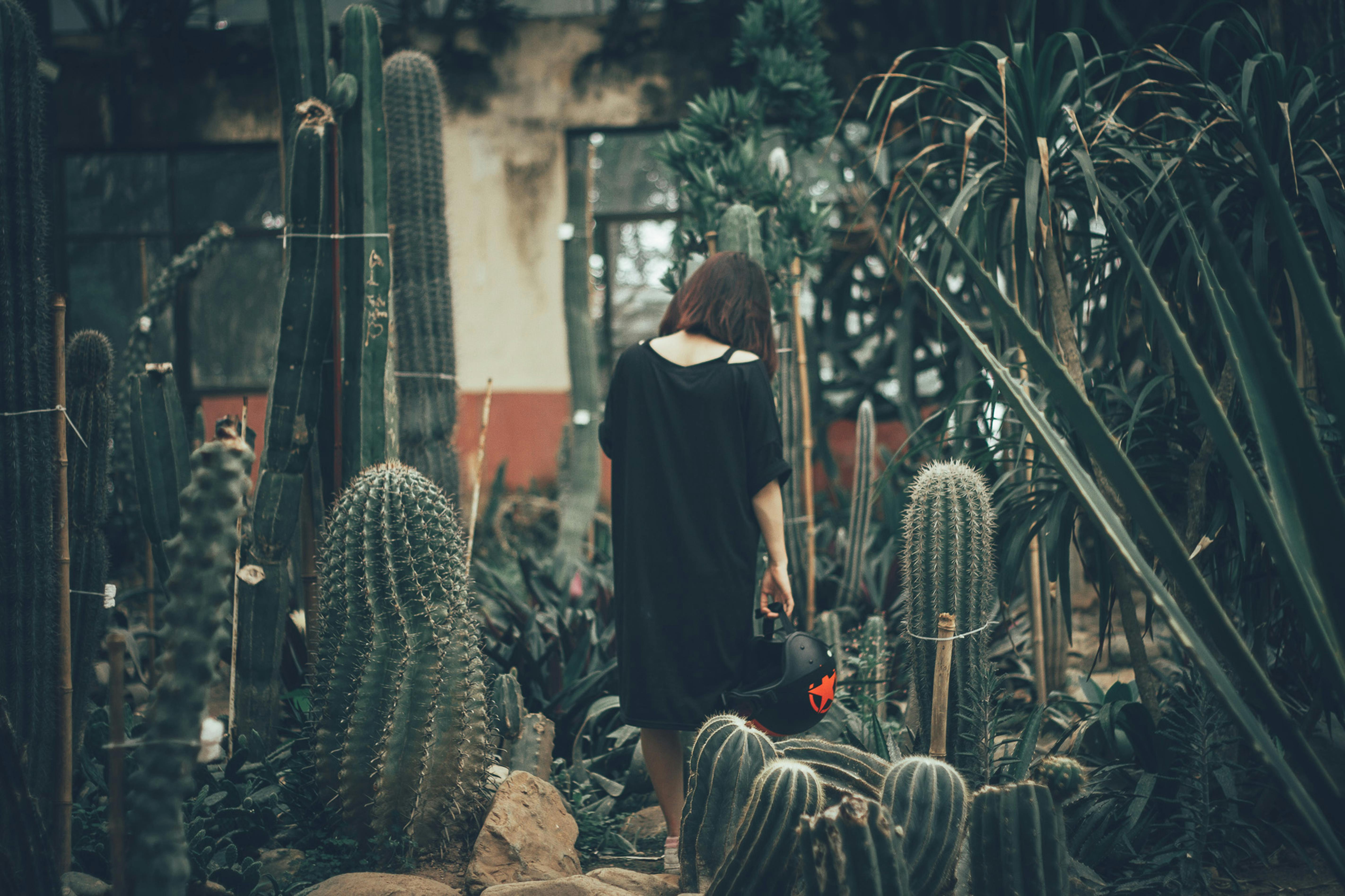 一名身穿黑色连衣裙的女子，正在一座长满高大仙人掌的郁郁葱葱的温室里探索