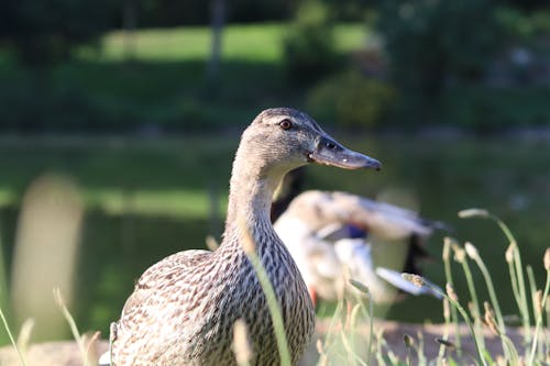 A Duck on Green Grass
