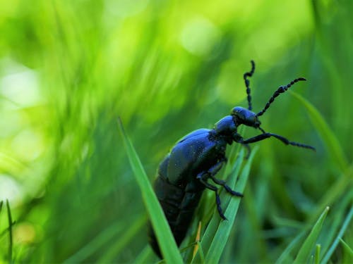 Δωρεάν στοκ φωτογραφιών με beetle, macro shot, αντένα