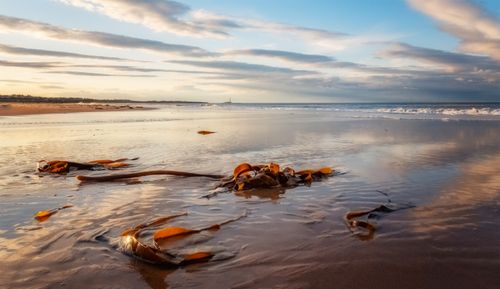 Free Peaceful beach view with seaweed and gentle waves, reflecting soft clouds in a vibrant sky. Stock Photo