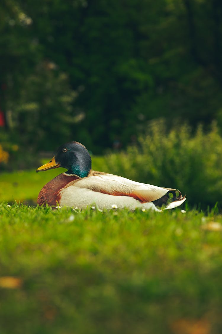 Mallard Duck On Green Grass Field