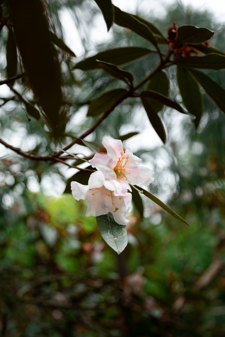 White Rhododendron Flowers With Green Leaves