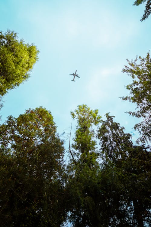 Immagine gratuita di aeroplano, alberi verdi, cielo azzurro