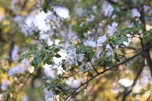 Free Beautiful White Flowers with Green Leaves in Close-up Photography Stock Photo