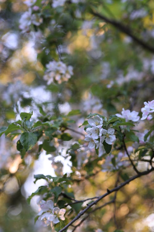 Free White Flowers with Green Leaves in Tilt Shift Lens Stock Photo