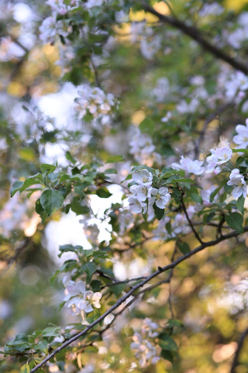 Small White Flowers on Tree Branches