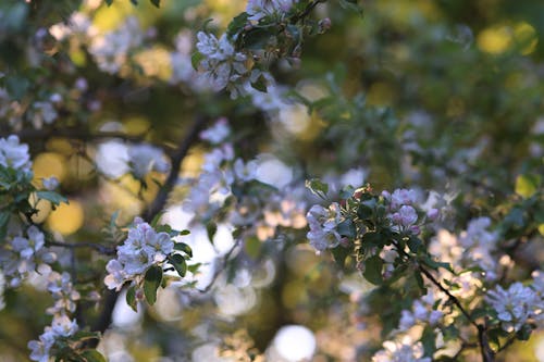 Kostnadsfri bild av blomfotografi, blomning, knoppar