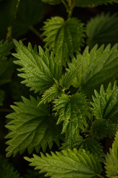 Free Detailed close-up of vibrant green nettle leaves, highlighting their texture and natural beauty. Stock Photo