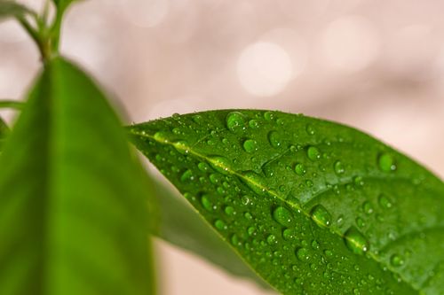 Free Detailed macro shot of a vibrant green leaf covered in fresh water droplets, showcasing nature's beauty. Stock Photo