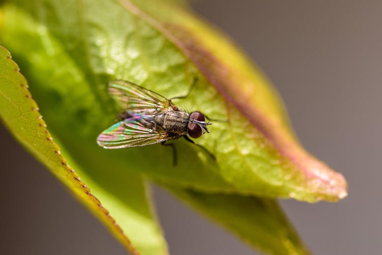 Close-Up Shot Of A Fly 