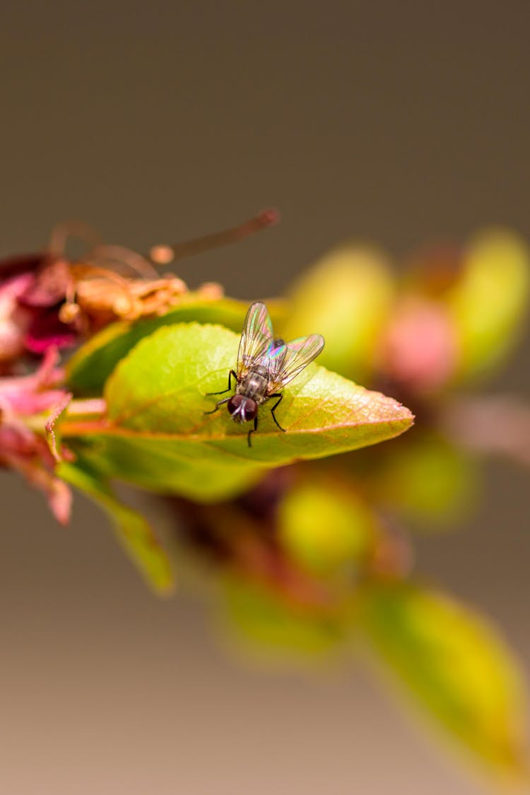 A Fly On A Leaf