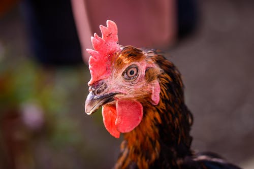 Free Brown and Black Rooster in Tilt Shift Lens Stock Photo