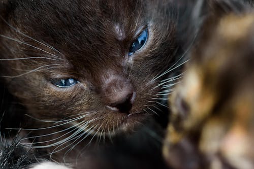 Close-Up Shot of a Kitten