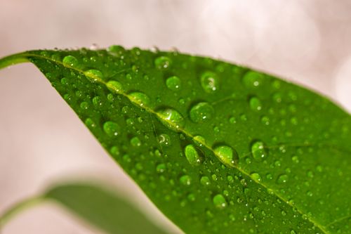 Free Macro photo of fresh green leaf with dewdrops, highlighting natural texture and vibrant color. Stock Photo