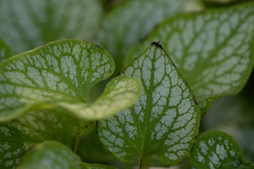 Close Up Photo of Green Plant